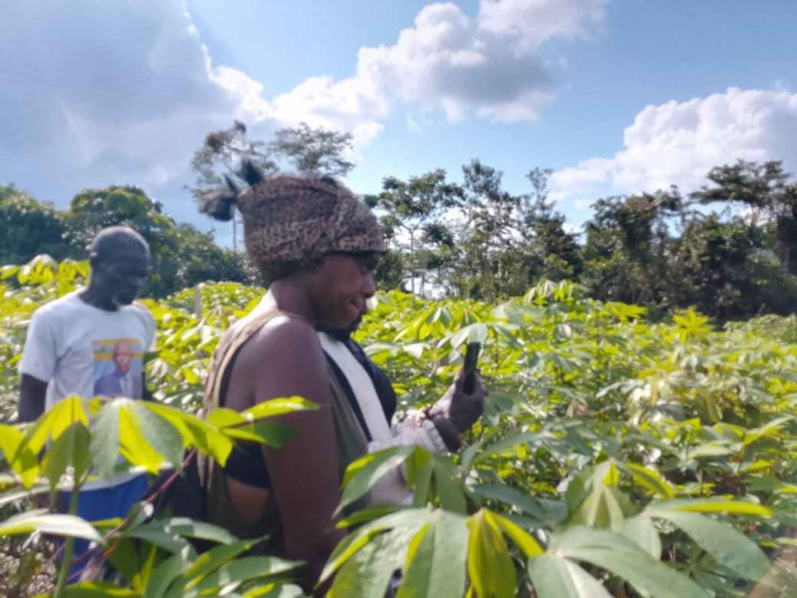 Cassava farming