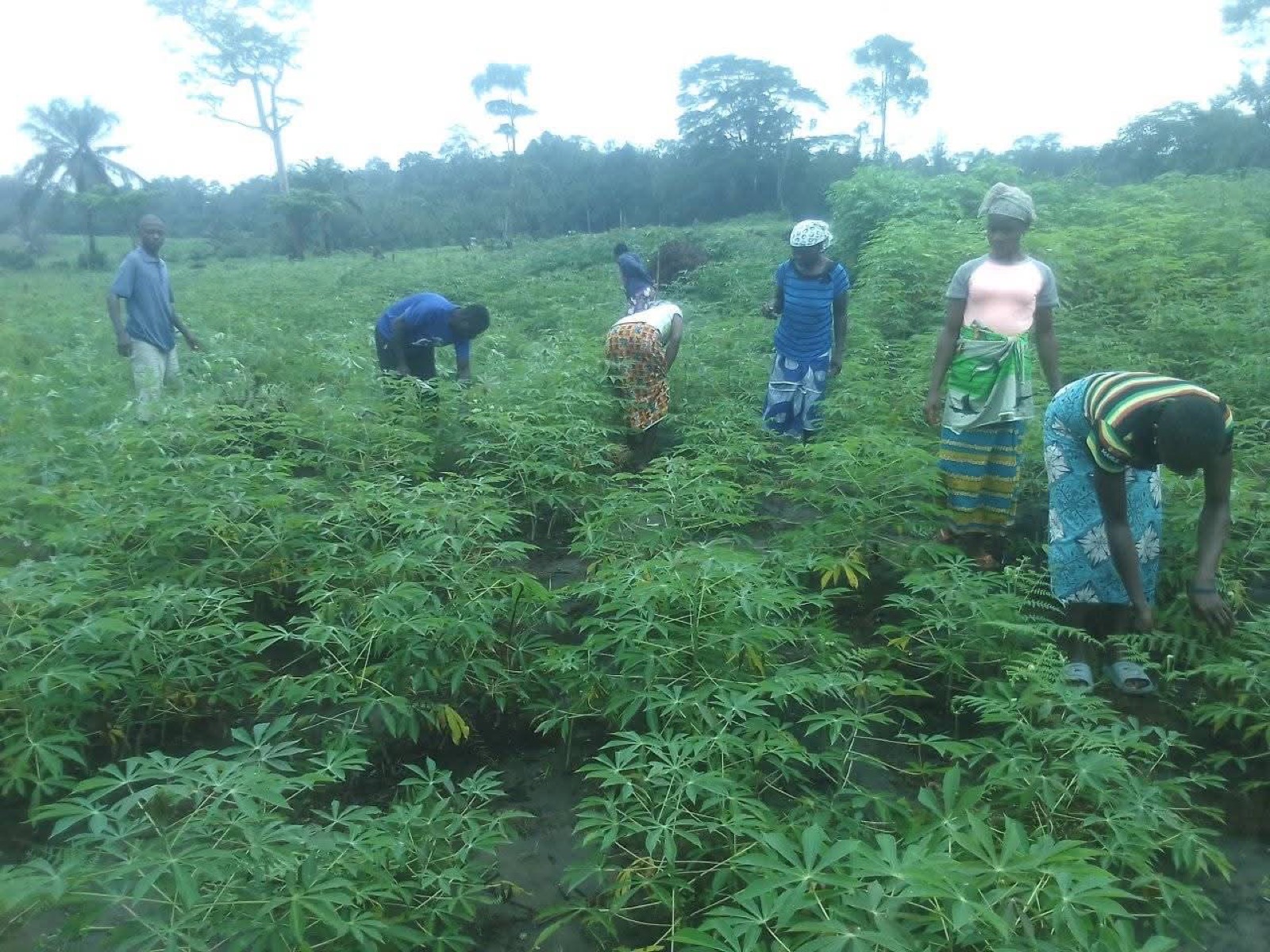 Cassava farming project