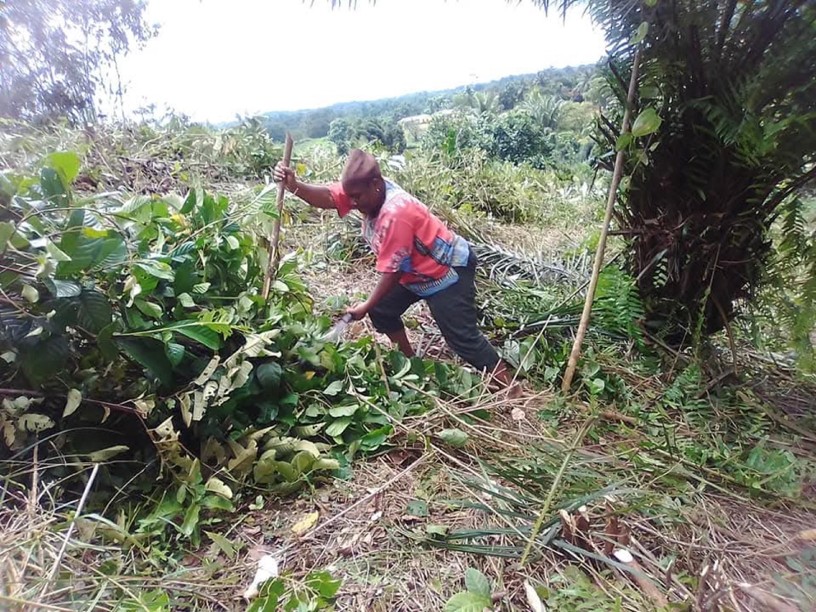 Women in the cassava field